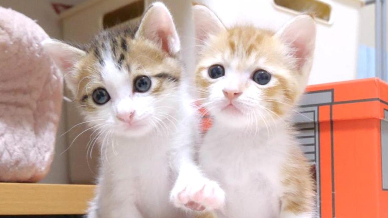 楽しく遊んだ後並んでウトウトする子猫カワイイ【赤ちゃん猫　保護猫】