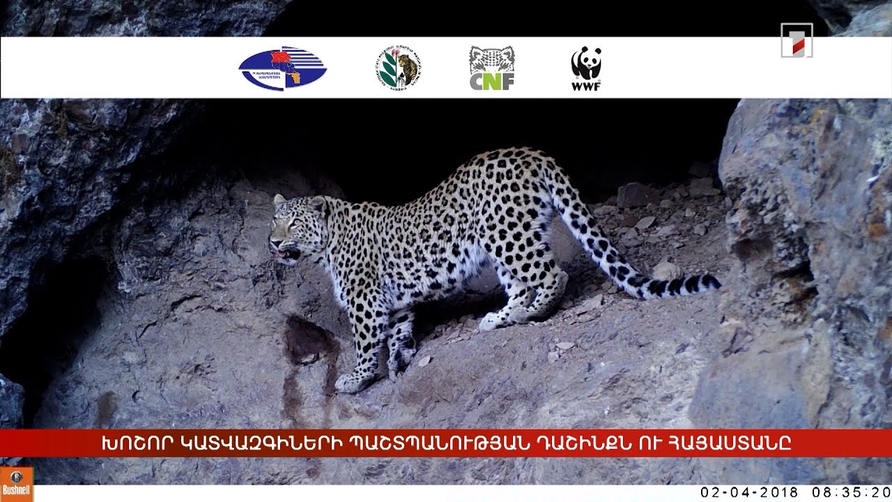 Խոշոր կատվազգիների պաշտպանության միջազգային դաշինքն ու Հայաստանը