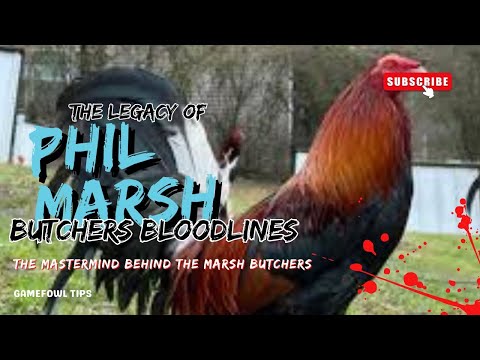 The Legacy of Phil Marsh: The Mastermind Behind the Marsh Butchers Gamefowl Bloodlines