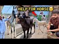 ️PLEASE HELP MUJH FARM PR URG NTLY EK GH0DA CHAH YE J0 M RA TARGET PURA KR SAK