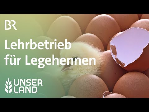 , title : 'Kükenaufzucht: Lehrbetrieb für Legehennen  | Unser Land | BR Fernsehen'