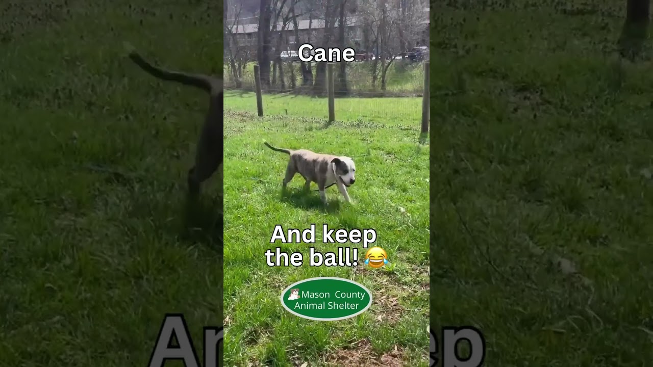 Enlarge Candy Cane, an adoptable mixed breed in Maysville, KY video 2/6