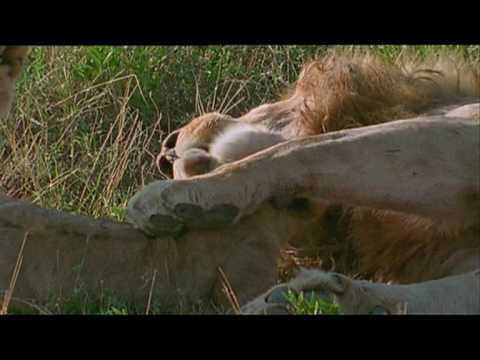 Lion Dad Playing with Cute Cubs - Music by Jennie Muskett