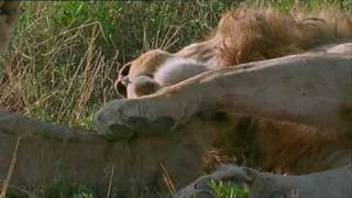 Lion Dad Playing with Cute Cubs - Music by Jennie Muskett