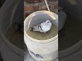 Drum Ke Andar Band Kr Diya Kabutar ️ Sahilkhanvlog Delhipigeonlover