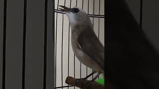 Download lagu Trucukan Kebo Ngriwik Memanggil Jantan  Dan Betina mp3