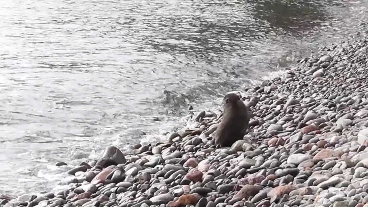 波勝崎苑の猿（海と猿 ①）Japanese Macaque Monkeys
