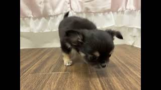 チワワ(ロング)の動画01