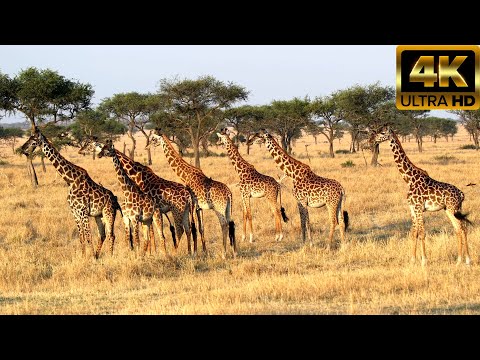 Дикая природа Африки Серенгети Танзания в 4K Ultra HD Video