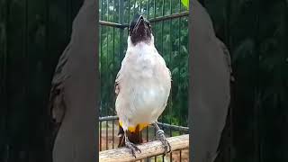 Download lagu Suara burung kutilang gacor memanggil lawan 2025 mp3 Download lagu Suara burung kutilang gacor memanggil lawan 2025 mp3