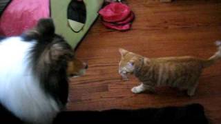 kitten attacks dog