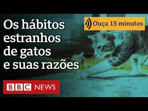 ‘Enterrava fezes na roupa suja’: os estranhos comportamentos de gatos desvendados por especialista