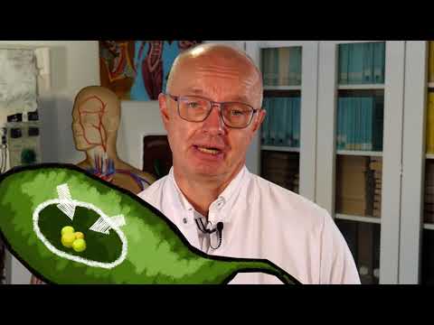 Nachgefragt: Was ist eigentlich das Pankreas?