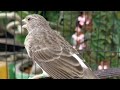 Gray singer finch canary