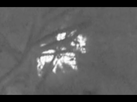 Jagd auf Schwarzwild ....