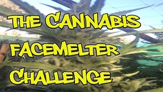 Cannabis Facemelter Challenge (Girlscout Cookies)  (Full Episode) #THEGREENSCENETV
