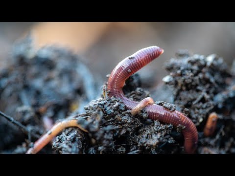 Vermicomposting and the No-Till Garden