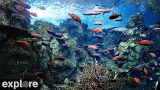 Tropical Reef Camera