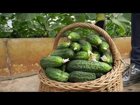 saugiai mesti svorį per 2 savaites