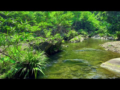 Gentle Stream and Soft Birdsong, Best Relaxing Sounds, White Noise for Sleeping, Calming ASMR