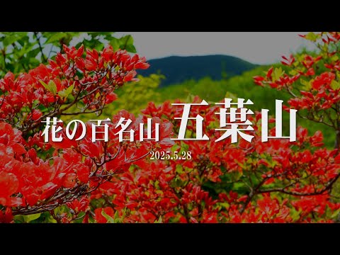 花の百名山「五葉山」：ツツジ編（2025年5月28日撮影）