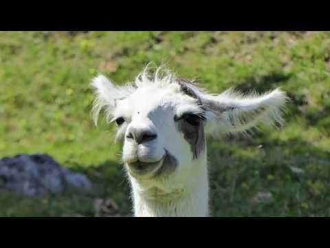 Rundwanderung Braunwald – Gumen – Oberblegisee (GL) / 12.08.18