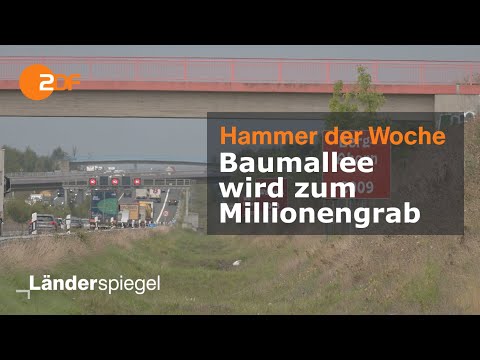 Baumallee wird zum Millionengrab | Hammer der Woche vom 26.08.23 | ZDF