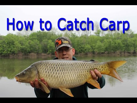 How to Catch Carp - for Beginners