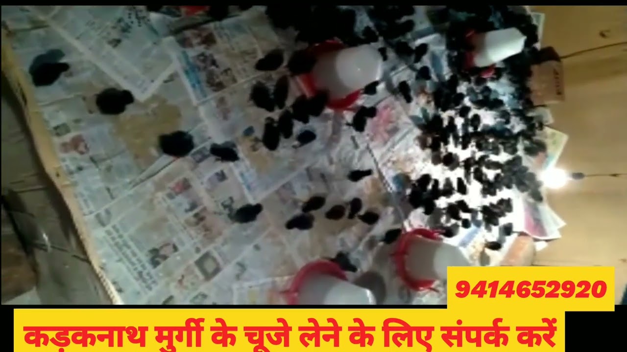 Kadaknath Poultry farming Jaipur Rajasthan