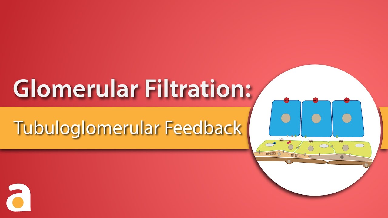 Glomerular Filtration: Tubuloglomerular Feedback