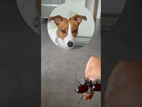 小狗勾快被嚇死了啦🤣 #beetle #insects #scarab #甲蟲 #animals #bug