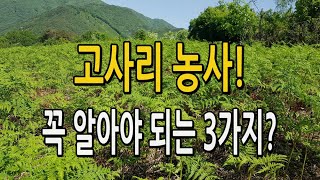 고사리농사 꼭 알아야 되는 중요한 3가지 요소는? #고사리재배 #고사리농사