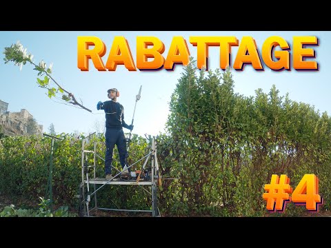 Taille de haies thuyas Pérignat-sur-Allier