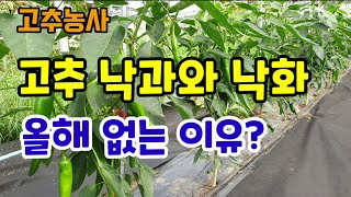 폭염에도 고추 낙과 낙화 없는 이유 건강한 고추는 낙과낙화 없고 바이러스 청고병도 없어요.