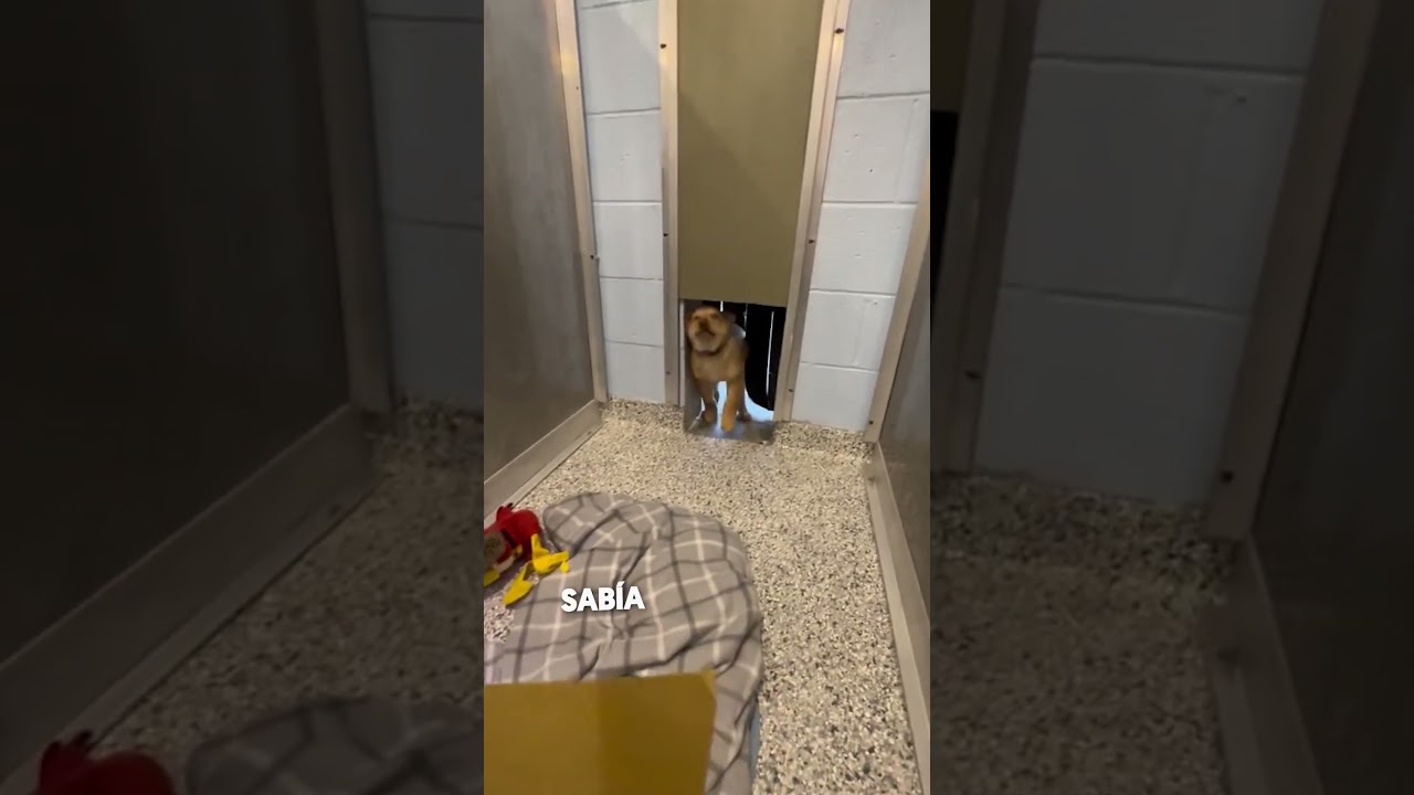 Este Perro Fue Adoptado y Reaccionó Así 🥺❤️