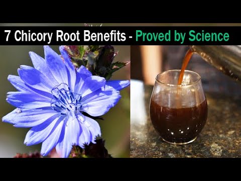 Chicory Root Benefits - How To Make Chicory Coffee