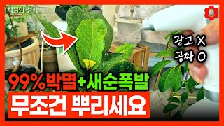 [식물의 정석] 내 식물 풍성하게 새순 폭발하는 방법ㅣ이것만 꼭 뿌려주세요!???? (feat. 고무나무)