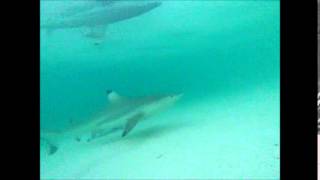 Blacktip reef shark - Laregnere Island (New-Caledonia)