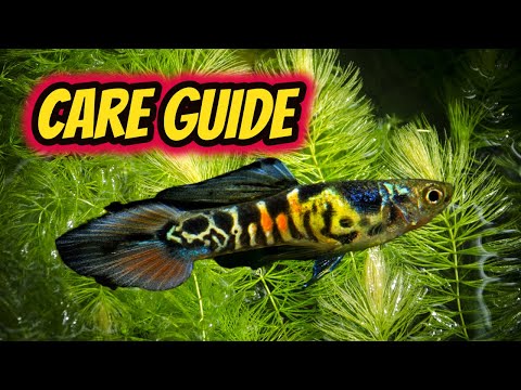 Endler livebearer (Poecilia wingei) — návod pre začiatočníkov