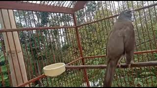 Download lagu Anis Kuning Gacor.Cocok untuk Masteran Burung apa aja mp3