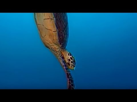 ŻÓŁW MORSKI - Encyklopedia zwierząt dla dzieci | filmy edukacyjne po polsku