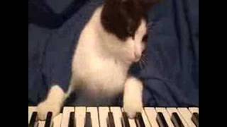 Chico the cat plays The Go! Team