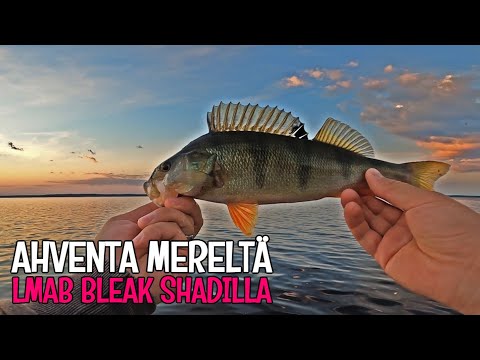AHVENTA MERELTÄ YÖLLÄ - SALAKAN MALLINEN JIGI TOIMII! - LMAB BLEAK SHAD