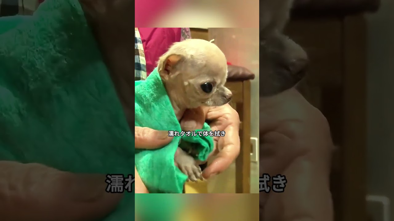 成長しない小さな子犬、体重はわずか800グラム。それでも老人はとても可愛がっていた。#shorts