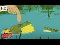 Semi Aquatic Creatures Frogs Crocodiles Hippos More Full Episodes Wild Kratts