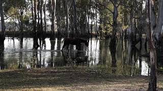 preview picture of video 'Brumby in Barmah Forest Victoria'