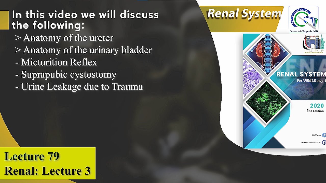 Anatomy of the ureter and urinary bladder