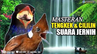 Download lagu cililin gacor dan tengkek buto | masteran burung kicau mp3