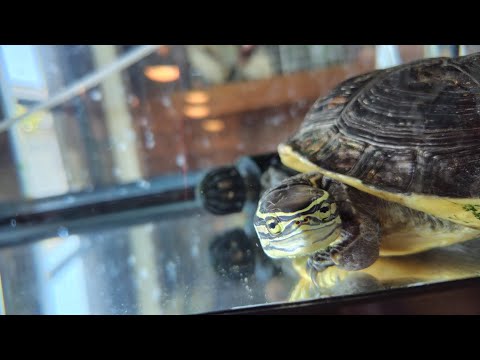 2025.5.アンボイナハコガメ.成長記録