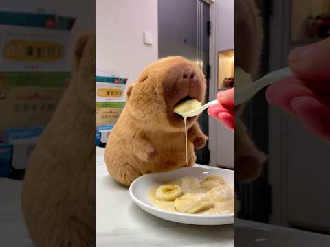 Banana milkshake! Even capybaras love it! #capybara #cute #milkshake #healing #summer